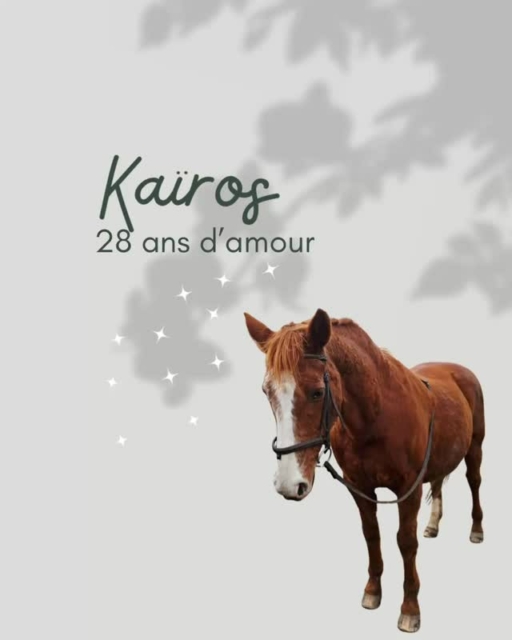 Fidélité, douceur et complicité…🌟
J’ai eu la joie de retrouver Fabienne et son merveilleux compagnon Kairos, un duo uni depuis plus de 28 ans. Une fidélité rare, un lien profond… et un bonheur qui se ressent à chaque regard échangé. 💞
Lors de cette nouvelle communication, Kairos s’est livré avec une grande tendresse.
Il a partagé ses envies de balades tranquilles, ses petites douleurs que l’ostéopathe va bientôt accompagner, mais aussi la profondeur de sa connexion avec sa gardienne, la sérénité de son lieu de vie, et toute sa joie de vivre intacte. 🐴✨
Je suis tellement heureuse de leur parcours, de leur douceur mutuelle et de la belle harmonie qui les unit depuis toutes ces années. 🤍
Après la séance, nous avons prolongé ce moment privilégié autour d’un petit café au @bardu6juin du Village, pour échanger encore un peu sur ce lien si précieux. ☕
Merci à vous deux pour votre confiance et pour ce moment de cœur à cœur.🙏
#spiritualité #connexionanimale #bienétre #amourinconditionnel #soinsholistiquesanimaux #soinsholistiqueschevaux #soinsholistiquespouranimaux #communicationanimale #soinsholistique