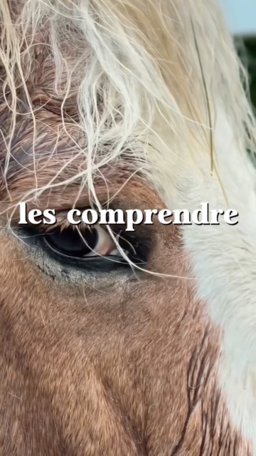 si toi aussi tu veux entendre leurs mots 🎼👂
note "Ecoute" en commentaire 🙏💫
#soinsholistiquespouranimaux #communicationanimale #communicationanimalechien #communicationanimaleintuitive #soinsholistiquesanimaux #communicationanimale