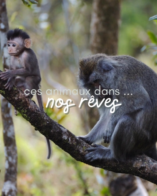 💫Nos rêves utilisent souvent les animaux comme symboles pour parler de nos émotions, de nos intuitions ou des étapes que nous traversons. 

Voici 5 animaux qui apparaissent souvent en rêve… et leur petite signification 

Et toi, quel animal revient le plus souvent dans tes rêves ?
Raconte-le en commentaire. 🙏. 

#Reves #AnimauxTotems #SignificationDesReves #Intuition #MessagesDeLInconscient #CommunicationAnimale #DeveloppementPersonnel