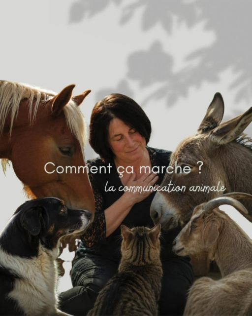 La communication animale est une pratique intuitive qui permet d'entrer en connexion avec son animal au-delà des mots. Elle repose sur l'échange d'informations sous forme d'images, de sensations, d'émotions, de pensées ou de ressentis.
Contrairement à ce que l'on pourrait croire, ce n'est pas un "don" réservé à quelques personnes. Nous possédons tous cette capacité naturelle d'écoute intuitive. Les animaux, eux, communiquent ainsi en permanence.

Comment se connecter à son animal ?

Voici un petit exercice simple à essayer chez toi :
✨ Installe toi dans un endroit calme avec ton animal ou en pensant à lui.
✨ Prend quelques respirations profondes pour apaiser ton mental.
✨ Regarde-le avec bienveillance et ouvre ton cœur.
✨ Pose-lui une question simple, par exemple :
Comment te sens-tu aujourd'hui ?
Qu'aimerais-tu me dire ?
As-tu besoin de quelque chose ?

✨ Ensuite, observe ce qui vient spontanément :
une image,
un mot,
une émotion,
une sensation dans ton corps,
ou simplement une intuition.

Le plus important est de ne pas analyser immédiatement. Les premières informations reçues sont souvent les plus justes.

Quelques astuces pour faciliter la connexion :
✔ Fait confiance à tes ressentis.
✔Laisse de côté le doute pendant quelques minutes.
✔Pratique régulièrement.
✔Garde un carnet pour noter tes impressions.
✔Vérifie ensuite si certains comportements de ton animal confirment ce que tu as perçu.

 La communication animale est avant tout une rencontre basée sur l'écoute, le respect et l'amour du lien qui vous unit.
Je serais curieuse de savoir ce que tu as ressenti lors de cet exercice ! 💕🐾

Essaie aujourd'hui et raconte-moi en commentaire ou en message privé ce que ton animal t'a transmis. J'ai hâte de découvrir ton expérience !

#CommunicationAnimale #ConnexionAnimale #BienÊtreAnimal #AnimauxDeCompagnie #CommunicationIntuitive #LienAnimalHumain #ÉcouteAnimale #AmourDesAnimaux #Chiens #Chats #CommunicationTélépathique #AnimauxHeureux 🐾✨