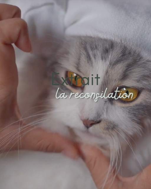 Lors d'une seance energétique en présentile pour un chat, ma consultante me dit "on dirai qu'il veut dire quelque chose". En effet, Fleche me parlait de l'ambiance familiale depuis quelques minutes déjà. je lui demande donc si elle est ok pour que je partage ses propos avec ses gardiens.
En voici un extrait : « Vous me demandez pourquoi j'ai mal au dos…Mais moi, ce que je ressens surtout, c'est le poids que vous portez dans votre cœur. Il y a tant d'années que vous ne parlez plus à votre Justine (fille cadette).
Au début, il y a eu des mots qui ont blessé. Puis des incompréhensions au sujet de son amoureux. Chacun était persuadé d'avoir raison, chacun attendait que l'autre fasse le premier pas.
Le silence s'est installé. Et avec le temps, ce silence est devenu plus grand que l'amour. Pourtant, je ne vois pas de méchants dans cette histoire. Je vois trois êtres qui souffrent. Trois êtres qui s'aiment encore, mais qui ne savent plus comment se retrouver.
Et il y a une chose que vous ne savez pas....Votre fille est devenue maman. Un petit être est venu agrandir votre famille.
La vie continue de faire naître de l'amour, même au milieu des blessures.
Je ne vous dis pas cela pour réveiller des regrets. Je vous le dis parce qu'il est peut-être temps de déposer les armes.
Le temps passe si vite...Et il y a des mots qu'on croit avoir le temps de dire. N'attendez pas qu'il soit trop tard.
Moi, je n'ai pas besoin que vous ayez raison. J'ai seulement besoin de vous sentir en paix. »
Merci à vous de me permettre ce partage. 🙏
#LeChantDuMurmure #CommunicationAnimale #MessagesDesAnimaux #SoinÉnergétiqueAnimal #LienHumainAnimal #AnimauxMessagers #GuérisonDuCœur #BlessuresFamiliales #AmourInconditionnel #MurmuresDuVivant #ConscienceAnimale #LesAnimauxNousParlent