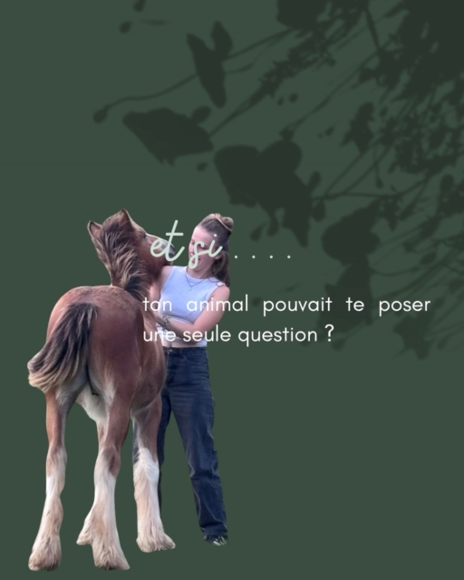 SI TON ANIMAL POUVAIT TE POSER UNE SEULE QUESTION…
Qu’est-ce que tu aimerais qu’il te demande ?
Pas ce que TOI tu voudrais lui demander.
Mais ce que tu imagines qu’il pourrait avoir envie de savoir sur toi.
Peut-être :
Pourquoi es-tu parfois triste alors que tu me dis que tout va bien ?
Est-ce que tu es heureux(se) avec moi ?
Pourquoi as-tu peur pour moi ?
Est-ce que tu sais à quel point je t’aime ?
Pourquoi est-ce que tu cours toujours après le temps ?
Ou peut-être une question complètement différente…
Il n’y a pas de bonne ou de mauvaise réponse.
Parce que derrière cette question se cache souvent quelque chose de très précieux : la façon dont nous percevons notre animal… et la relation que nous construisons avec lui.
Alors aujourd’hui, je vous propose un petit jeu.
Écrive en commentaire :
« Si mon animal pouvait me poser une question, je pense qu’il me demanderait… »
Et si tu le souhaites, dis-moi aussi son prénom.
Je lirai vos réponses avec attention.🙏💫
#LeChantDuMurmure #CommunicationAnimale #RelationHumainAnimal #EcouteAnimale #ConnexionAnimale #BienEtreAnimal #AnimauxEtNous