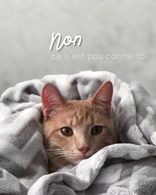 J'ai à coeur que dans  Le Chant du Murmure, il y ai  beaucoup de douceur, d’écoute et de bienveillance.

Mais la bienveillance, ce n’est pas dire oui à tout.

Parfois, prendre soin de mon activité, de mes animaux, de mon énergie et de la qualité de mes communications, c’est aussi savoir poser des limites.

Alors oui… je dis non. 🤍

🐾 A certains rendez-vous à domicile lorsque la distance implique trop de temps sur la route et des frais de carburant qui ne sont plus cohérents avec le tarif de la prestation.

🐾 Pour accueillir vos poilus chez moi pour une communication.
J’ai moi-même un chien et des chats, et je souhaite préserver leur équilibre et leur tranquillité. Je n’ai pas non plus d’espace adapté pour recevoir vos animaux dans de bonnes conditions.

🐾 Lorsqu’une communication qui n’est pas urgente, notamment lorsqu’il ne s’agit pas d’une situation de fin de vie, est demandée en priorité simplement parce que vous êtes prêt à payer davantage.
Mon ordre de passage ne s’achète pas.

🐾 Lorsque la communication animale est demandée uniquement « pour voir ce que ça donne », pour tester ou pour obtenir une preuve que cela existe.
Une communication n’est pas un jeu ni une démonstration. Elle implique une vraie démarche d’écoute et de respect envers l’animal.

🐾 Lorsque je sens que, face à une problématique exprimée par l’animal, son gardien ne souhaite pas réellement s’engager à faire évoluer les choses.
Donner une voix à l’animal a du sens si sa parole peut être entendue et, lorsque cela est nécessaire, accompagnée d’actions.

🐾 Lorsque je n’ai pas l’accord du propriétaire de l’animal.

Dire non ne signifie pas que je ne vous respecte pas.

Cela signifie que je respecte mes limites, mes animaux, votre animal et la relation qui nous unit dans cette démarche.

Je ne propose pas un service  où tout se négocie.

C’est un espace où l’on vient avec une intention sincère : écouter, comprendre et parfois accepter d’entendre ce que l’on n’attendait pas.

Alors si je te dis non, ce n’est pas contre toi. 

C’est simplement une limite posée avec douceur.

Et parfois, le plus beau geste de respect que l’on puisse offrir…
c’est justement de savoir dire non.