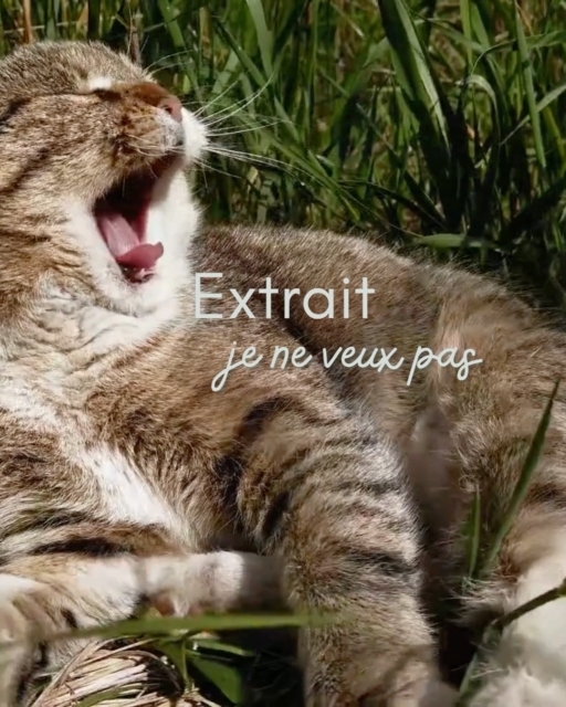 Voici un extrait de communication. 

L me contacte parce que son chat à disparu depuis plusieurs jours. Elle est inquiéte et espère le retrouver. Malgré les demarches effectuées, pas de nouvelle de Mimi. 

Pourquoi es tu parti ? 
Parce que je n’étais plus bien à la maison. Je sentais la colère, les tensions, la peur. Tu essaies de les cacher. Même quand tu ne dis rien, je sais que tu es triste. 
Je te voyais faire attention à tout, choisir tes mots, retenir tes larmes. Et je me demandais pourquoi tu restais dans un endroit où tu n’avais plus le droit d’être toi-même.
Tu ne devrais pas avoir à supporter les cris, les humiliations ou les gestes qui font mal.
Tu es très complice avec L. Pourquoi ce choix ? 
J’ai cherché un endroit où me sentir en sécurité. Parce que j'avais peur aussi. Je ne supporte plus l'ambiance à la maison. C'est trop. 
Tu manques beaucoup à L, veux tu rentrer pour elle ? 
Non je ne le veux pas. cela n'est pas facile pour moi, mais je veux sentir de la joie dans mon environnement. 
Je sais que partir n’est pas toujours facile. Ne crois pas que tu es responsable de sa colère. Et n’oublie pas que tu mérites d’être aimée avec douceur.
Si je pouvais te montrer le chemin, je t’emmènerais là où tu n’aurais plus besoin d’avoir peur.
Parce que je voudrais te voir heureuse.

lors de l'échange avec L. elle me confirme que la vie à la maison est compliquée. 

Cette communication restera longtemps dans mon coeur. 
Je me sens également tellement impuissante face à tant de détresse. 
Je souhaite beaucoup de courage à toutes ces femmes . 💫🥰